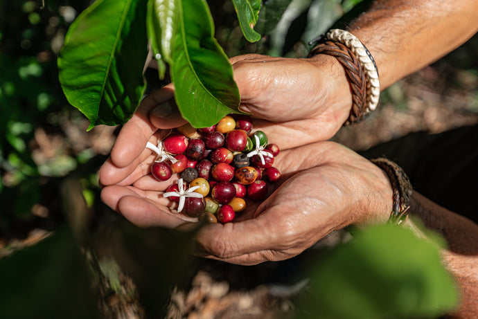 Organic Coffee Versus Non-Organic Coffee: 3 Reasons Why You Should Switch