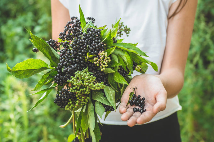 What Is Elderberry? Benefits, Side Effects, Dosage, and More