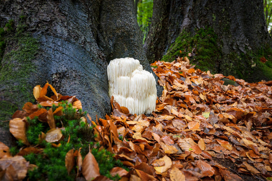 Can This New “Mushroom Tea” Make Your Brain Younger?