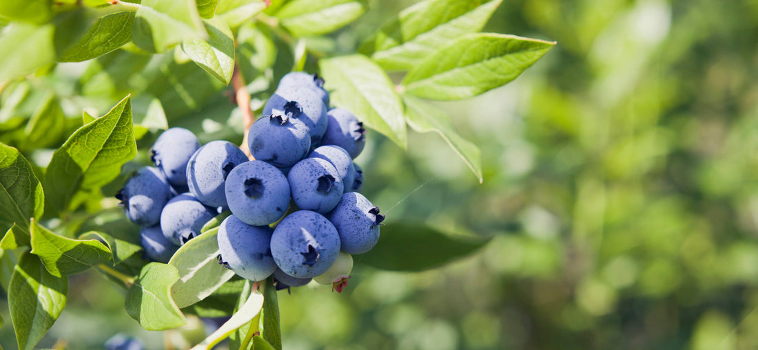 Blueberry Powder: Is It As Healthy As Fresh Blueberries? (Nutrition, Benefits, Dosage) NativePath