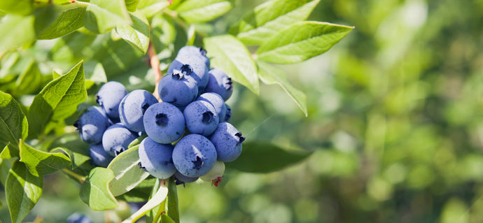 Blueberry Powder: Is It As Healthy As Fresh Blueberries? (Nutrition, Benefits, Dosage)