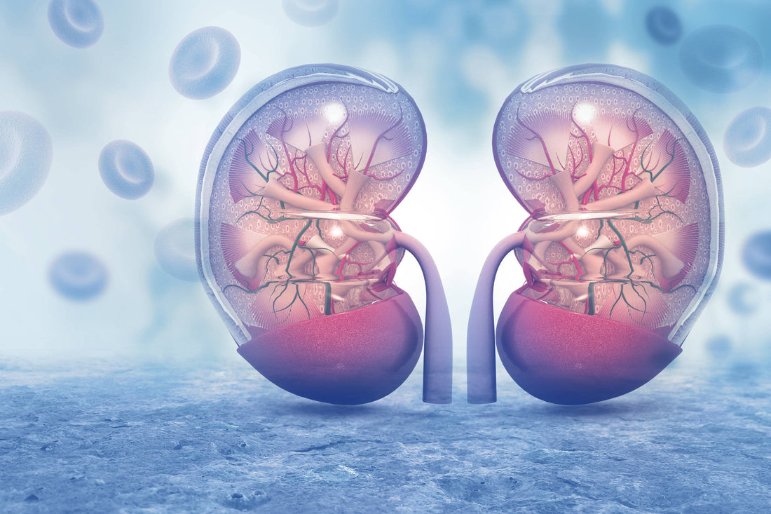 Is Collagen Bad for Kidneys? Here Are 3 Key Facts to Consider