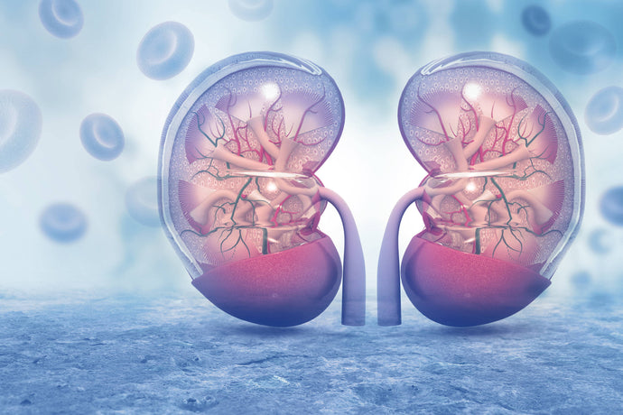 Is Collagen Bad for Kidneys? Here Are 3 Key Facts to Consider