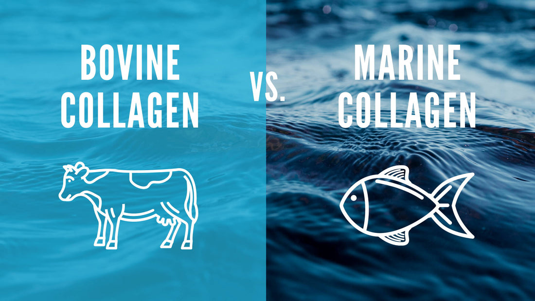 Bovine Collagen vs. Marine Collagen: Which Is Better?